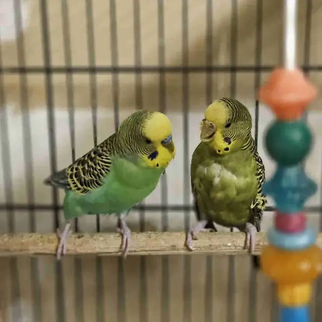 Budgies For $20!