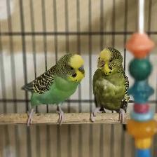 Budgies For $20!