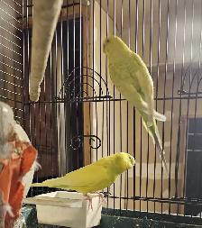 Budgies For $20! - Photo 2