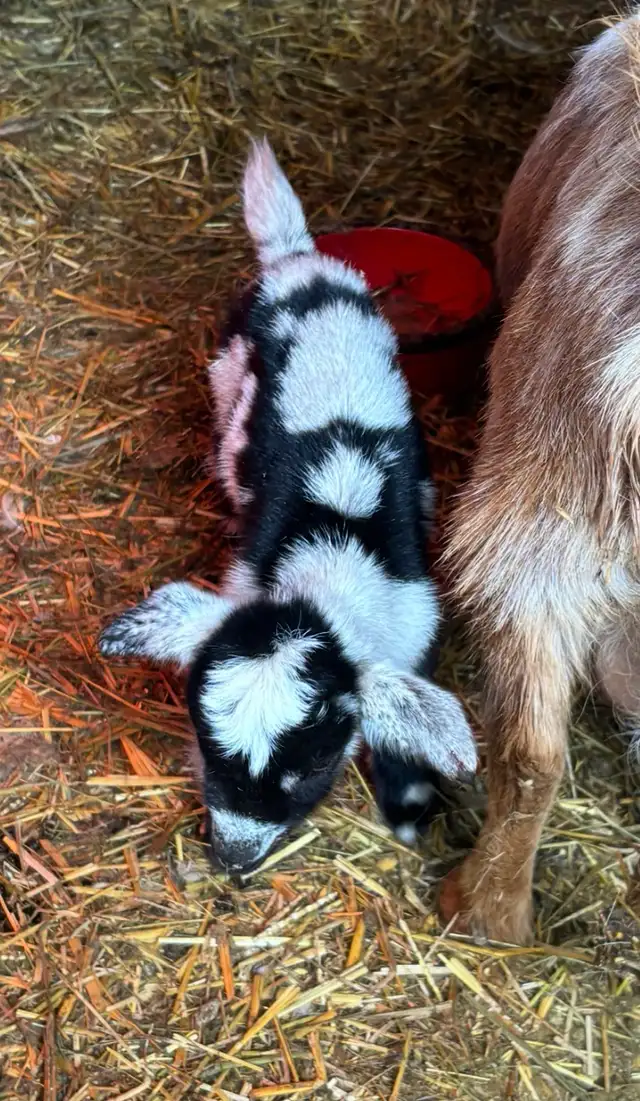 BOTTLE FED NIGERIAN DWARF BUCK