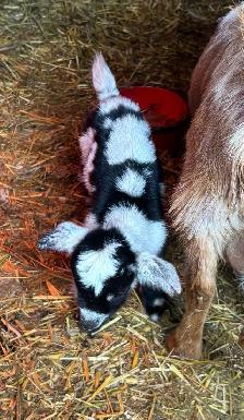 BOTTLE FED NIGERIAN DWARF BUCK