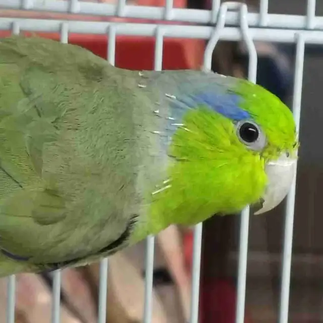 Pacific green parrotlet