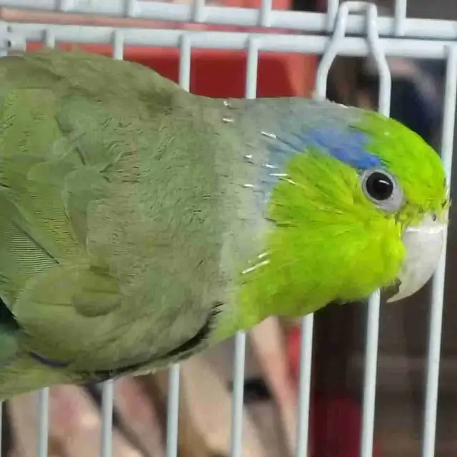 Pacific green parrotlet