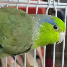 Pacific green parrotlet