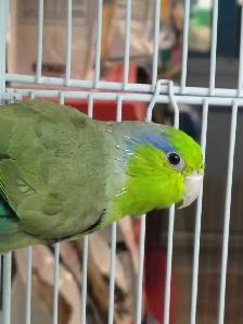 Pacific green parrotlet