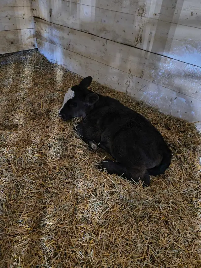 2 Simmental heifer calves