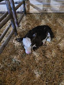 2 Simmental heifer calves - Photo 2