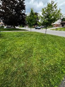 lawn maintenance - Photo 6