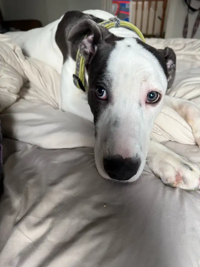 Dogo Argentino x boxer mix