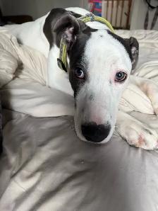 Dogo Argentino x boxer mix