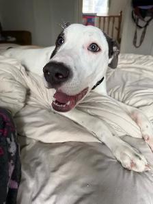 Dogo Argentino x boxer mix - Photo 2