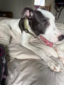 Dogo Argentino x boxer mix - Photo 3