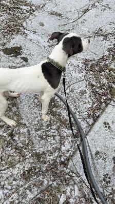 Dogo Argentino x boxer mix - Photo 4