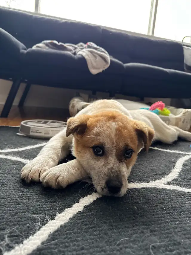 Heeler / Great Pyrenees