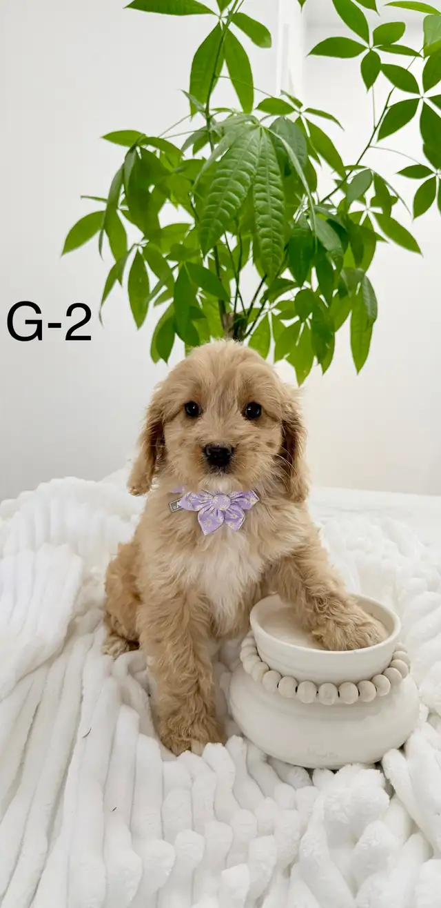 Mini Cockapoo puppies