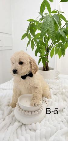 Mini Cockapoo puppies - Photo 2