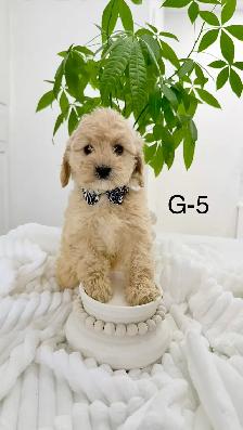 Mini Cockapoo puppies - Photo 3