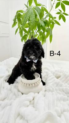 Mini Cockapoo puppies - Photo 4