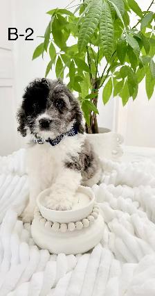 Mini Cockapoo puppies - Photo 5