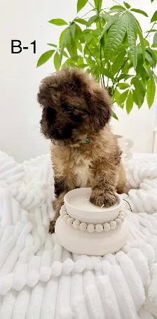 Mini Cockapoo puppies - Photo 6