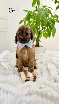 Mini Cockapoo puppies - Photo 7