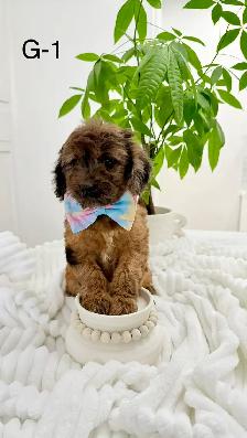 Mini Cockapoo puppies - Photo 8