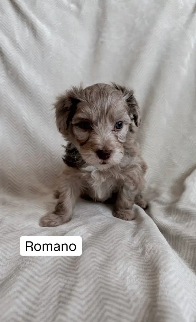 Adorable Havapoos! - Experienced Breeder