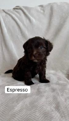 Adorable Havapoos! - Experienced Breeder - Photo 2