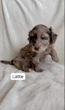 Adorable Havapoos! - Experienced Breeder - Photo 3