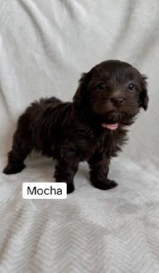 Adorable Havapoos! - Experienced Breeder - Photo 4