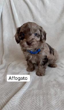 Adorable Havapoos! - Experienced Breeder - Photo 5