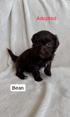 Adorable Havapoos! - Experienced Breeder - Photo 6