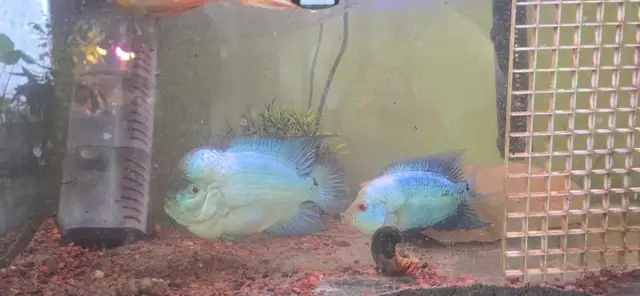 flowerhorn fish aquarium supplies baby pet