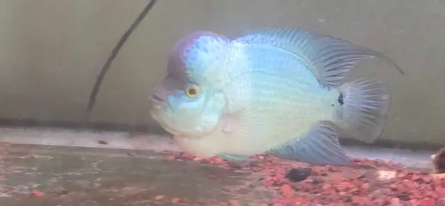 flowerhorn fish aquarium supplies baby pet - Photo 2