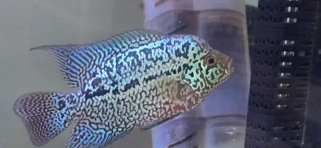 flowerhorn fish aquarium supplies baby pet - Photo 3