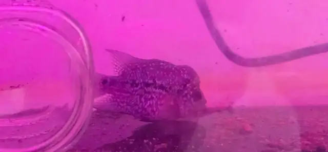 flowerhorn fish aquarium supplies baby pet - Photo 4