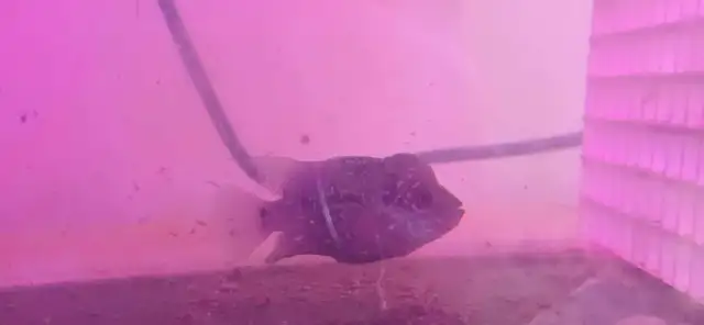 flowerhorn fish aquarium supplies baby pet - Photo 5