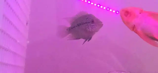 flowerhorn fish aquarium supplies baby pet - Photo 6