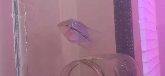 flowerhorn fish aquarium supplies baby pet - Photo 7