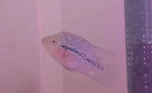 flowerhorn fish aquarium supplies baby pet - Photo 8