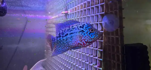 flowerhorn fish aquarium supplies baby pet - Photo 9