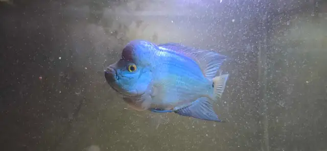 flowerhorn fish aquarium supplies baby pet - Photo 10