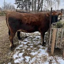 Jersey and Jersey/Angus Heifers