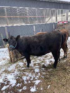 Jersey and Jersey/Angus Heifers - Photo 2
