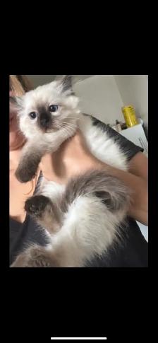 ragdoll kitten (very cute)