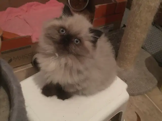 CHATON CHOCOLAT POINT yeux bleu .