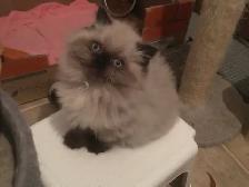 CHATON CHOCOLAT POINT yeux bleu .