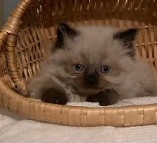 CHATON CHOCOLAT POINT yeux bleu . - Photo 2