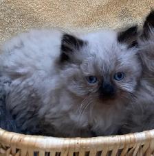CHATON CHOCOLAT POINT yeux bleu . - Photo 4