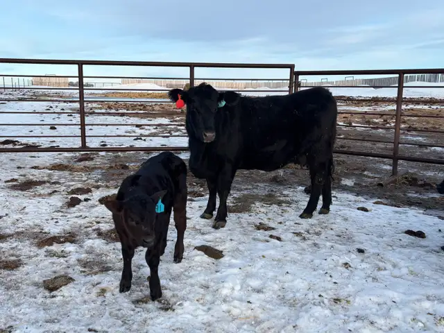 First Calf Pairs for Sale